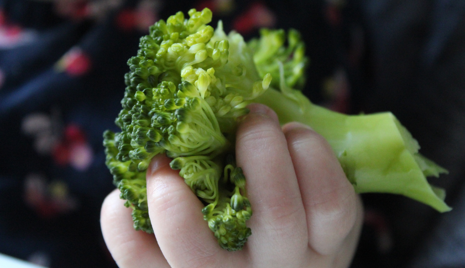 child's hand holding a broccoli floret