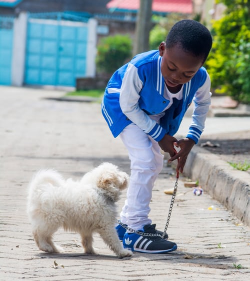 Child taking a dog for a walk